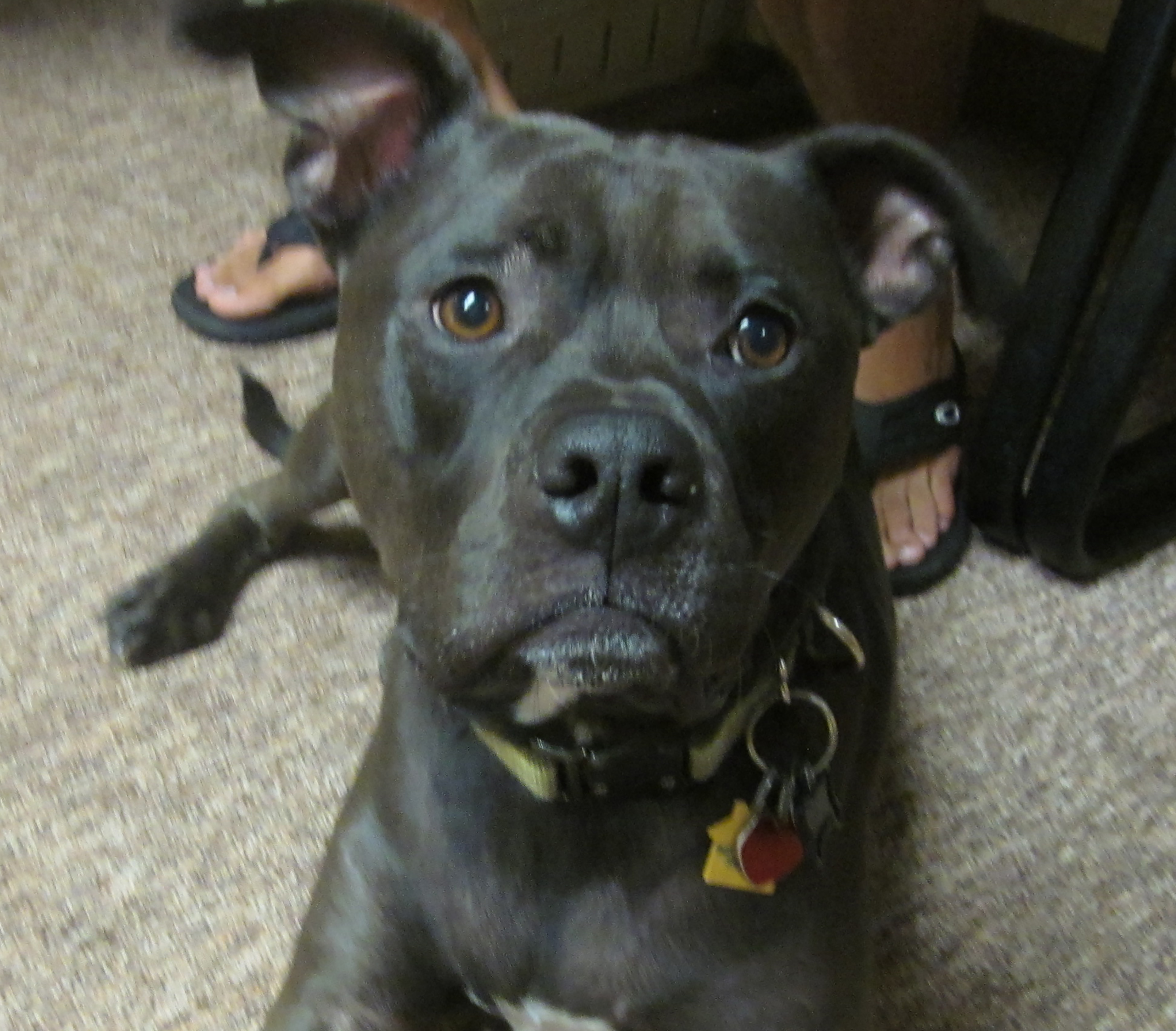 Hawaii Cuts Stateside Pet Quarantine by 66